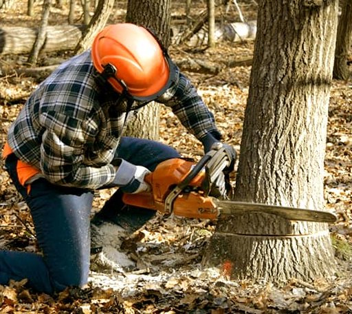 Tree Removal in Gwinn, MI